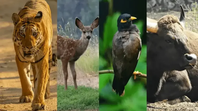 Adventure & Wildlife Tourism in Chhattisgarh: A Modern Case Study