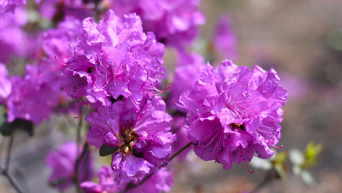 Vladivostok Rhododendron Bloom A Rising Ecotourism Draw in Russia Far East