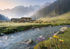 Kashmir