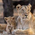 Gujarat Beyond the White Rann: A Journey Through W