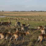 South Sudan Secures First World Heritage Site