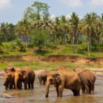 India Poised to Retake Top Spot in Sri Lanka’s Arrivals Data
