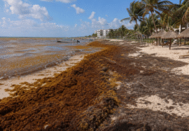 Sargassum Chokes Mexico’s Caribbean Coast