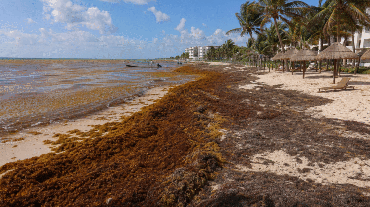 Sargassum Chokes Mexico’s Caribbean Coast
