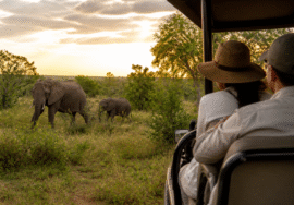 Firefly gpt image India to Africa luxury travel gets a dedicated trade push Integrated Hospitality Solu 595244
