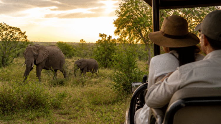 Firefly gpt image India to Africa luxury travel gets a dedicated trade push Integrated Hospitality Solu 595244