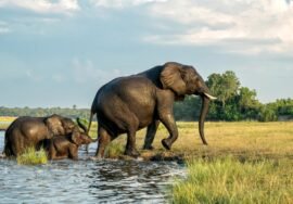 Elephants in Chobe National Park Botswana