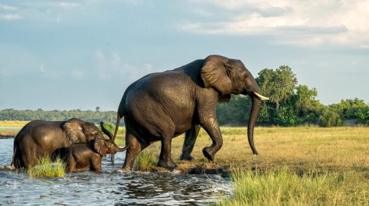 Elephants in Chobe National Park Botswana