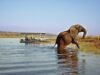 Chobe National Park and Kruger National Park safari comparison