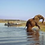 Chobe National Park vs Kruger National Park: Which Southern African Safari Is Right for You?