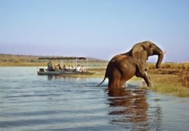 Chobe National Park and Kruger National Park safari comparison