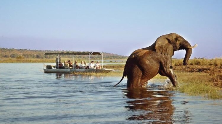 Chobe National Park and Kruger National Park safari comparison