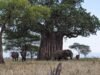Elephant beneath a baobab in Tarangire National Park Tanzania