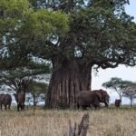 Tarangire National Park: Tanzania’s Elephant Country Beneath the Baobabs