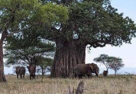 Elephant beneath a baobab in Tarangire National Park Tanzania