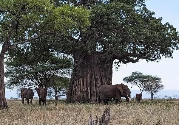 Elephant beneath a baobab in Tarangire National Park Tanzania