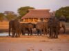 Elephant during a luxury safari in Zimbabwe