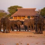 Zimbabwe: Where Luxury Safari Meets Untamed Wilderness
