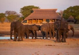 Elephant during a luxury safari in Zimbabwe