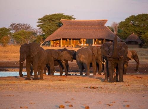 Elephant during a luxury safari in Zimbabwe