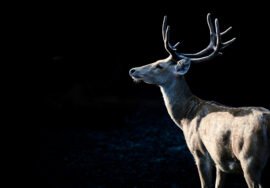 Swamp deer in Dudhwa National Park, Uttar Pradesh