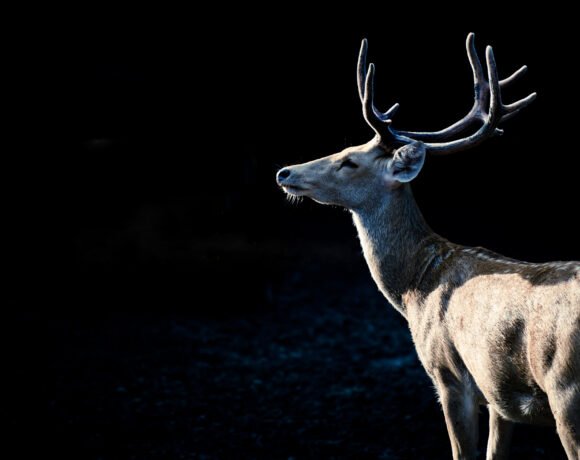 Swamp deer in Dudhwa National Park, Uttar Pradesh