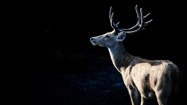 Swamp deer in Dudhwa National Park, Uttar Pradesh