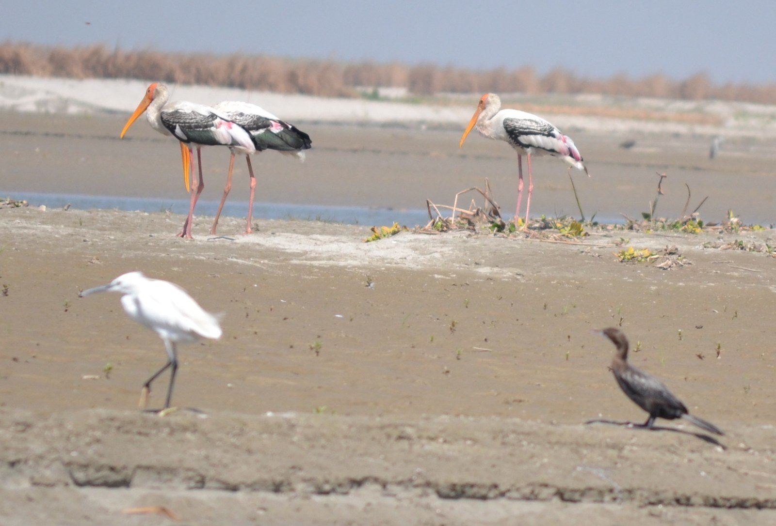 Beyond the Tiger Trail: How Uttar Pradesh Is Turning Ecotourism into a New Travel Opportunity 2 Haiderpur Wetland birds, part of Uttar Pradesh ecotourism