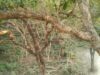 Forest landscape in Dudhwa National Park, Uttar Pradesh.
