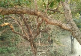 Forest landscape in Dudhwa National Park, Uttar Pradesh.