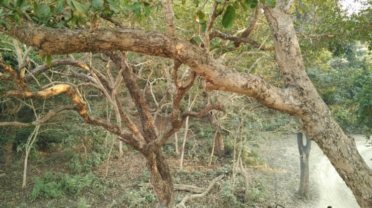 Forest landscape in Dudhwa National Park, Uttar Pradesh.