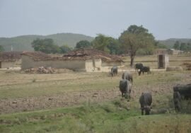 Village landscape in Chitrakoot, Uttar Pradesh.